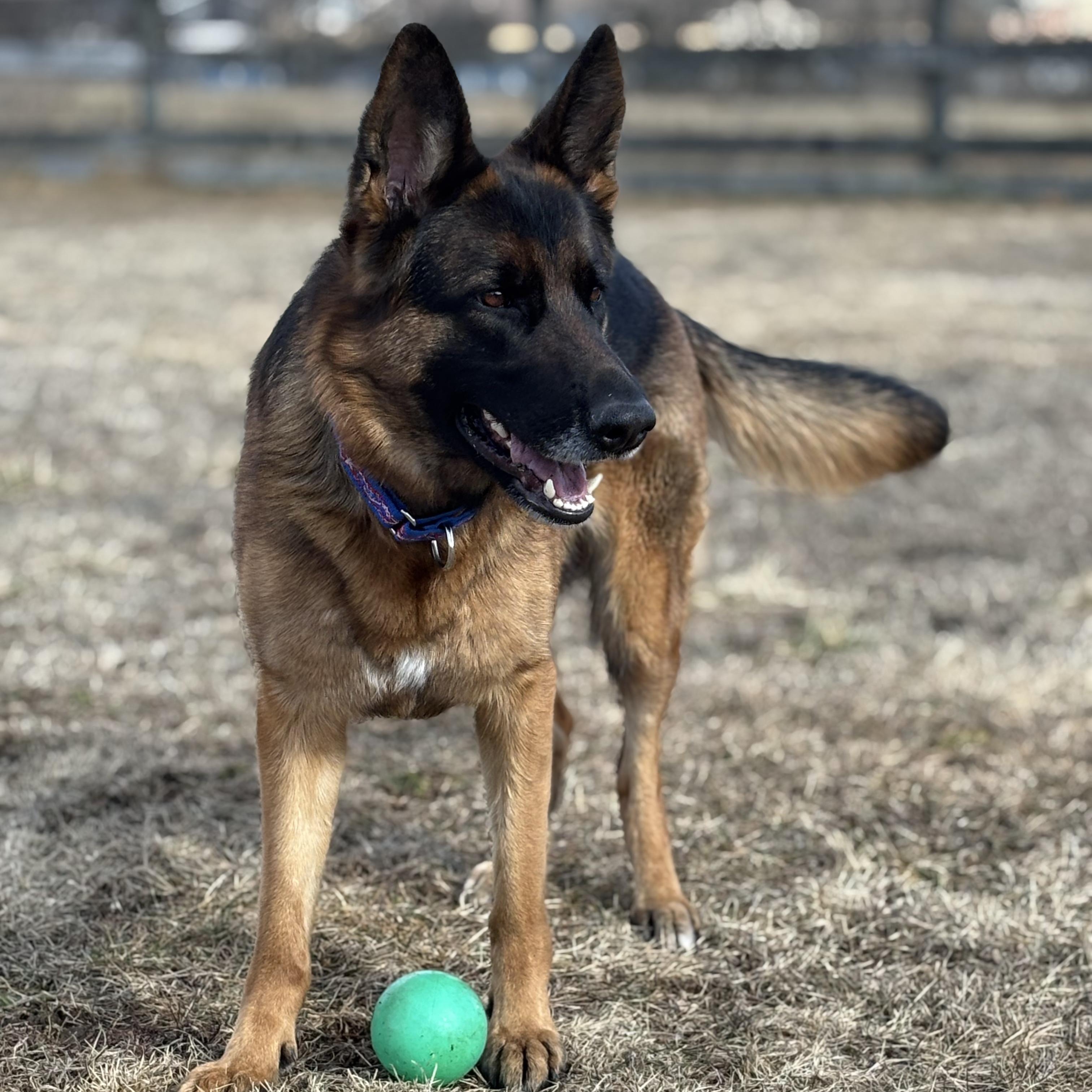 Enlarge Hazel (Residing in a temporary foster home), a ADOPTABLE German Shepherd Dog in Myerstown, PA image 3/6