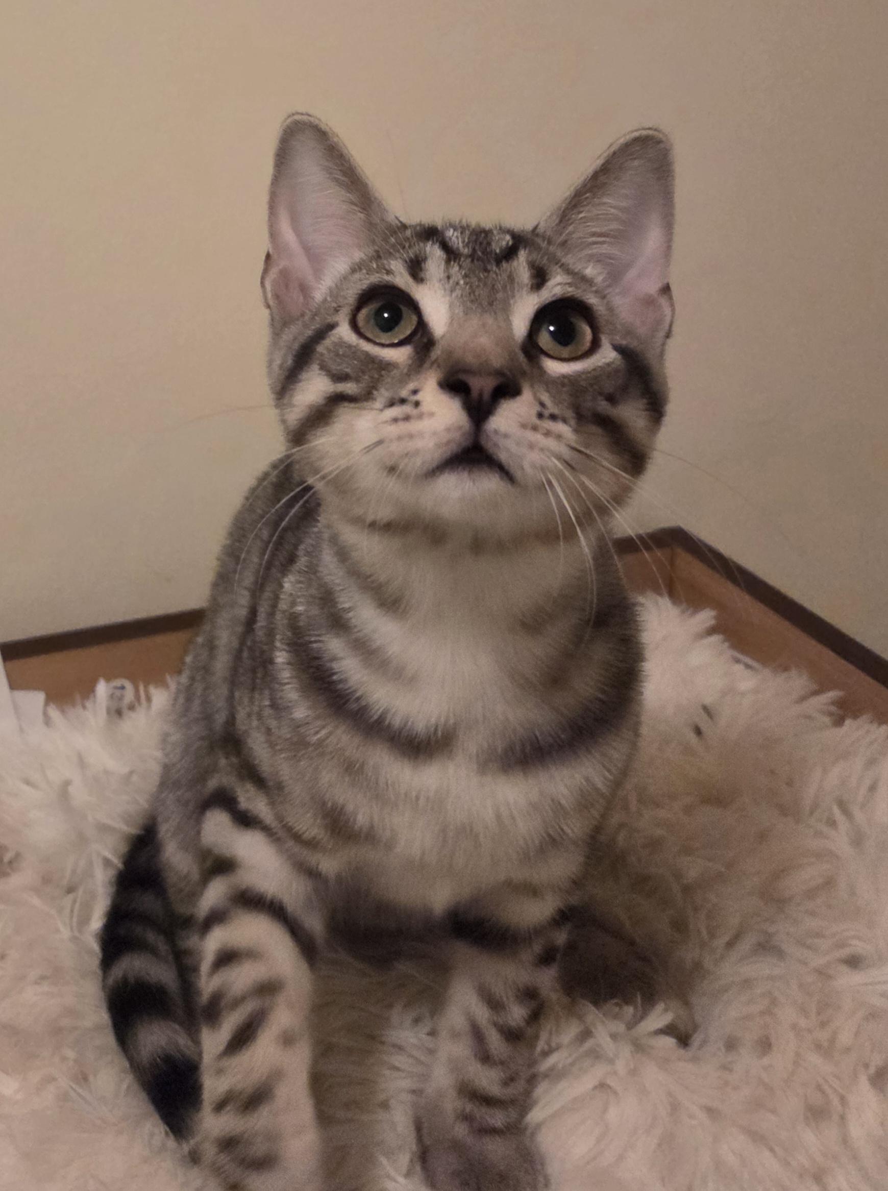 Rotini, a Adoptable Domestic Short Hair in Woodbridge, VA image 1/2