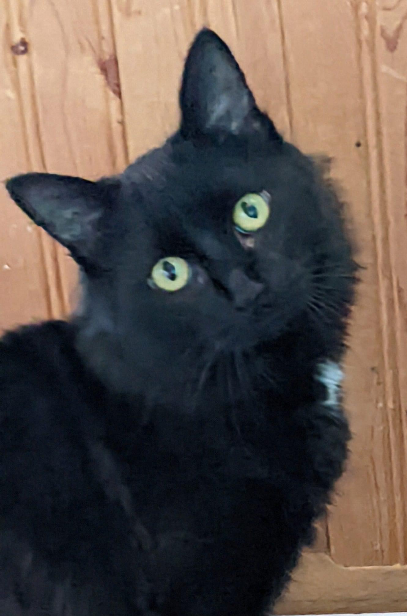 Charlie, Adoptable, Kitten Male Domestic Short Hair.