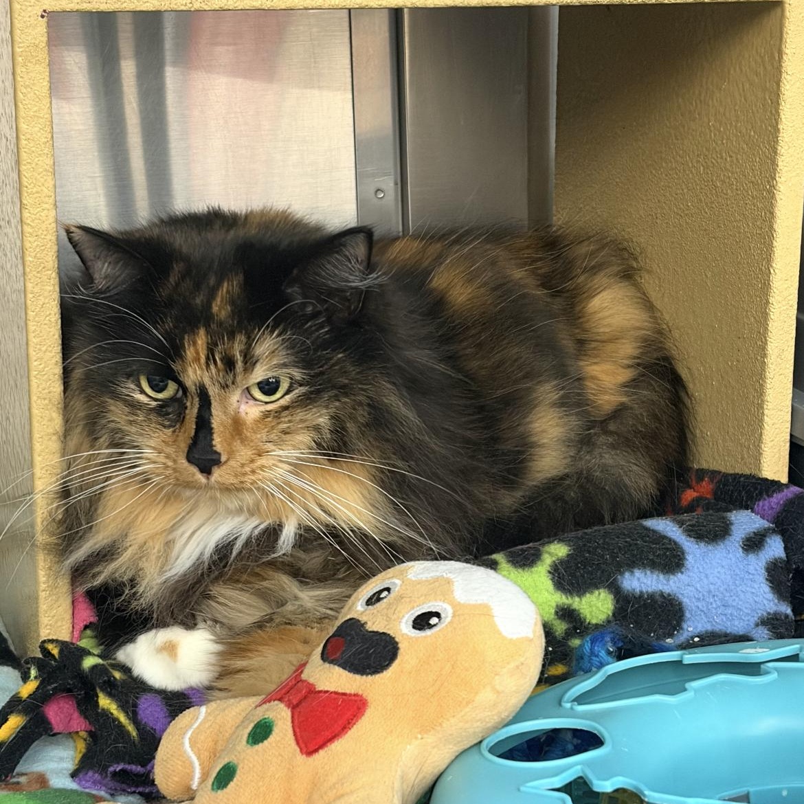 Enlarge Remie, an adopted mixed breed in Omaha, NE image 4/4
