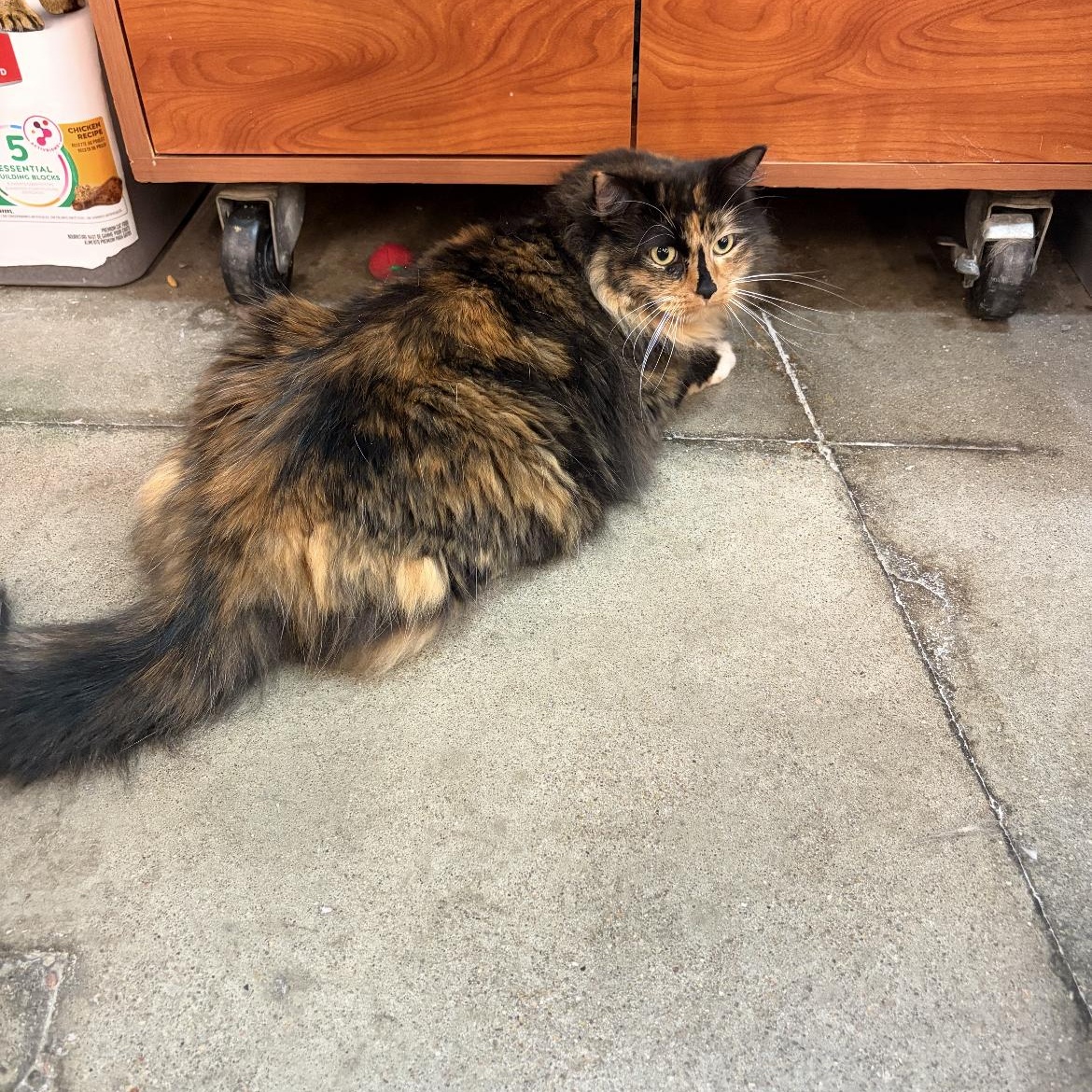 Enlarge Remie, an adopted mixed breed in Omaha, NE image 2/4