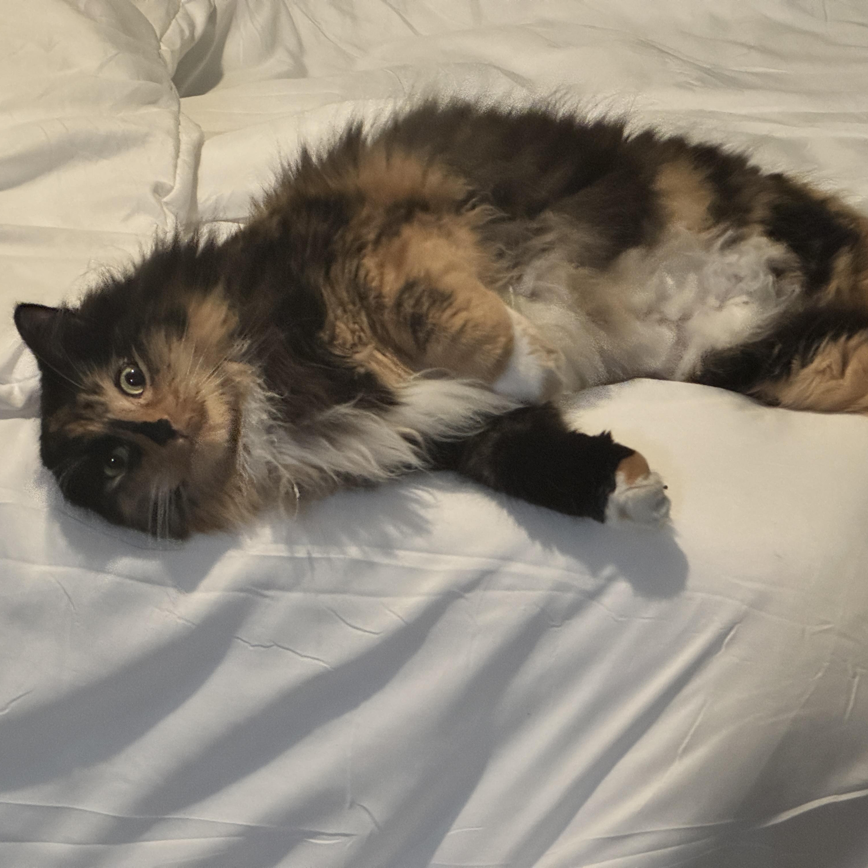 Remie, adopted, Adult Female Domestic Long Hair & Tortoiseshell.