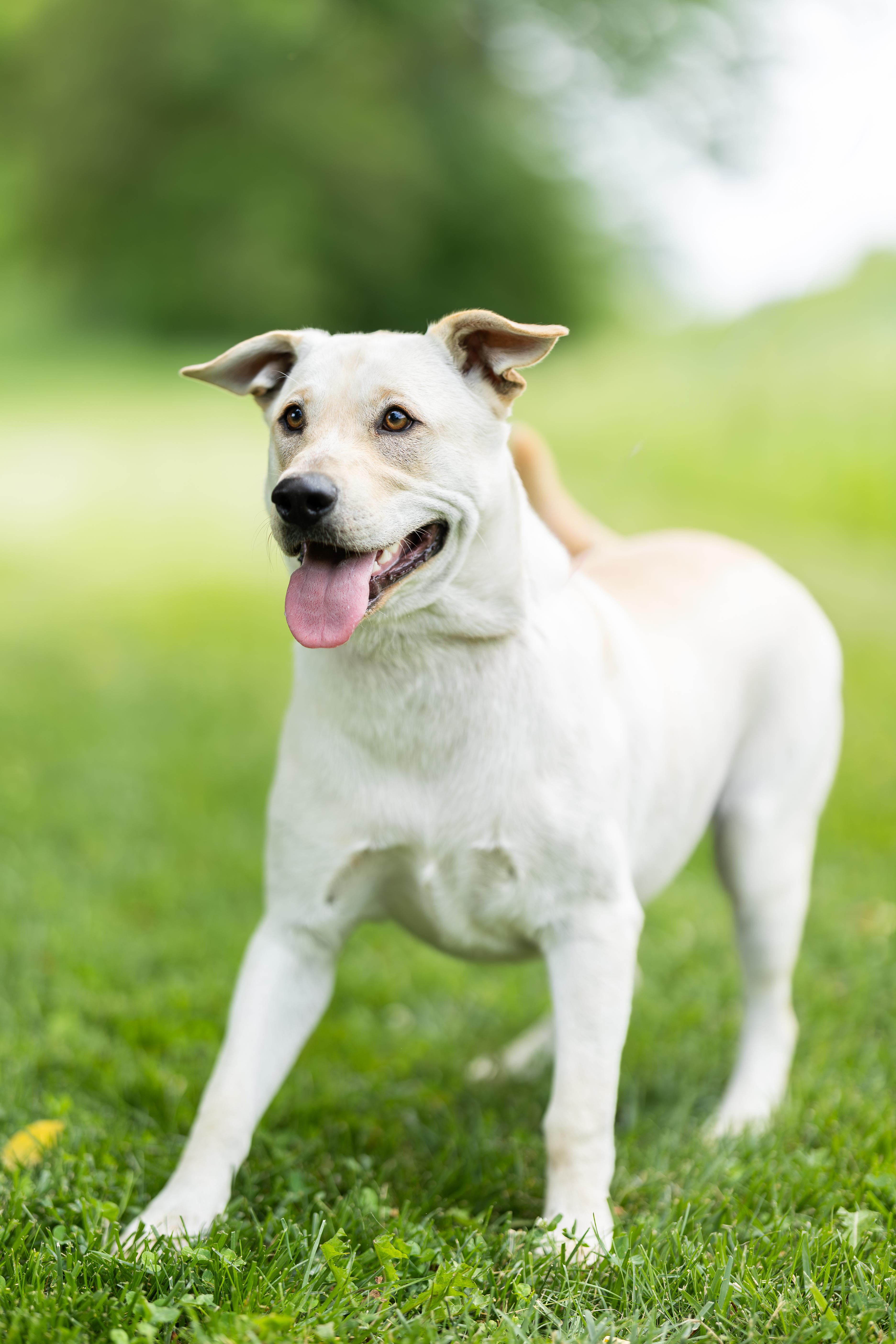 Murphy, ADOPTABLE, Young Male Labrador Retriever.