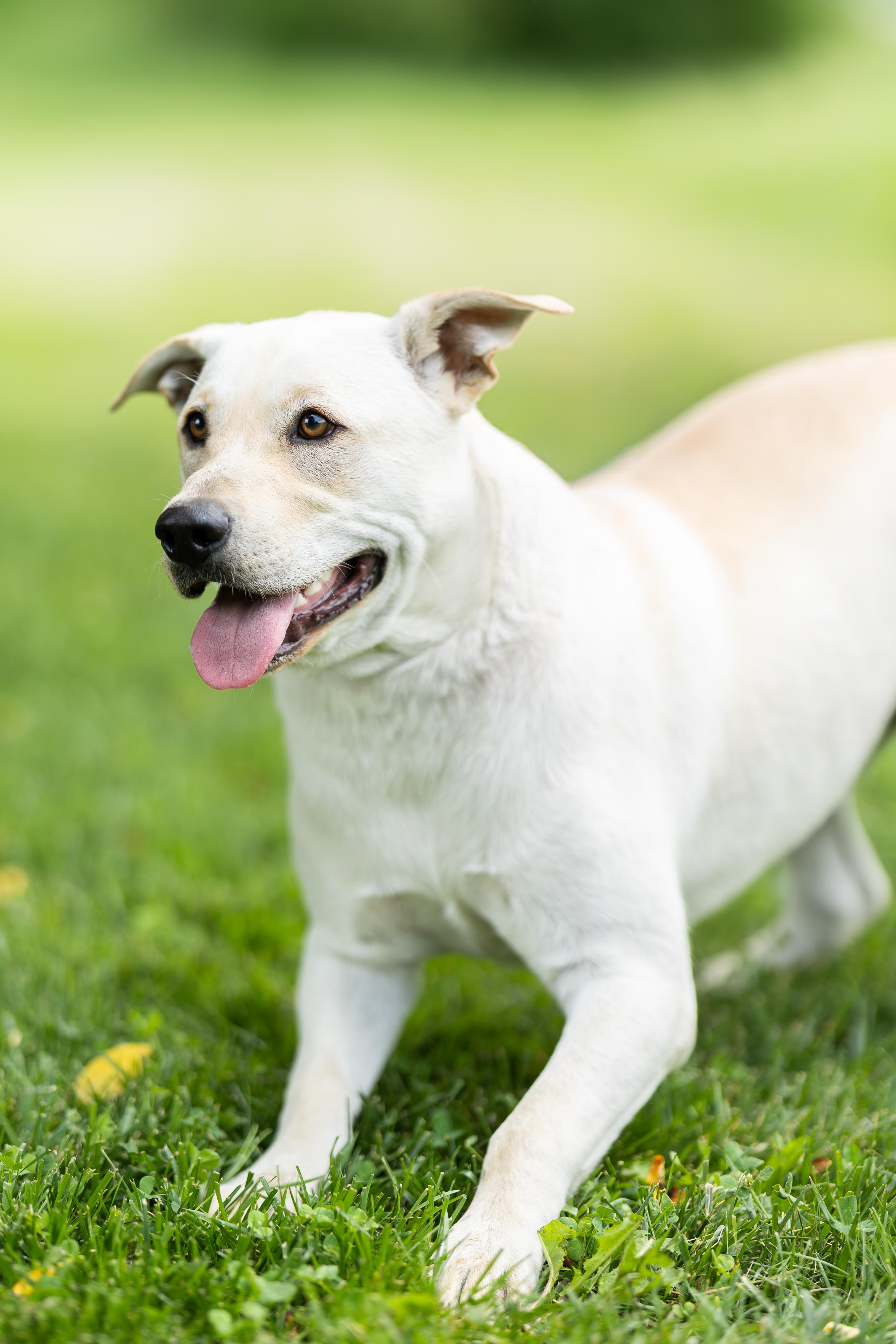 Murphy, a ADOPTABLE mixed breed in Blair, NE image 2/3