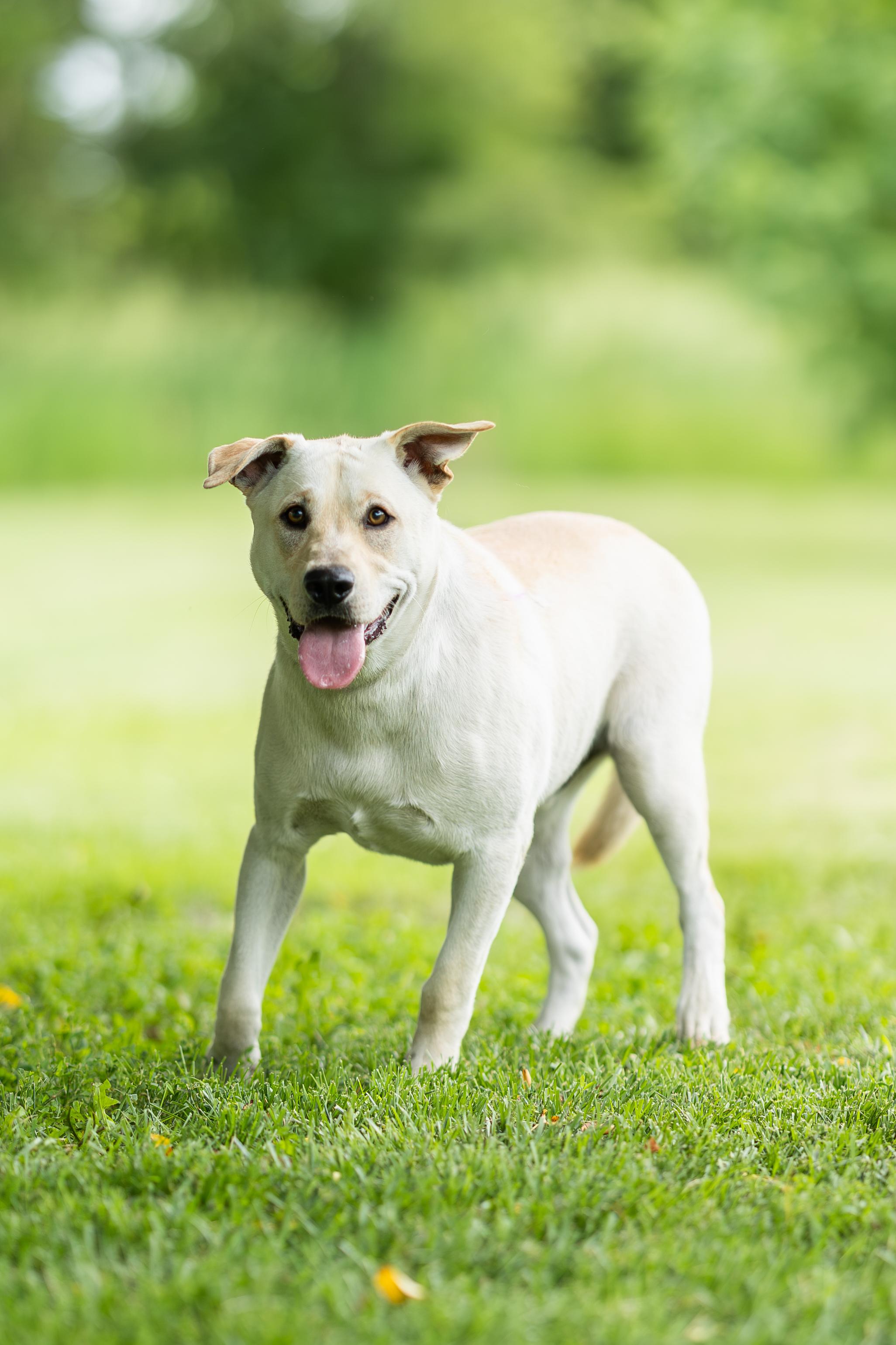 Murphy, a ADOPTABLE mixed breed in Blair, NE image 3/3