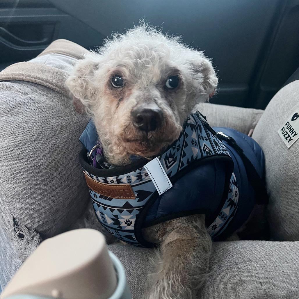 Bach 13546, Adoptable, Senior Male Poodle.