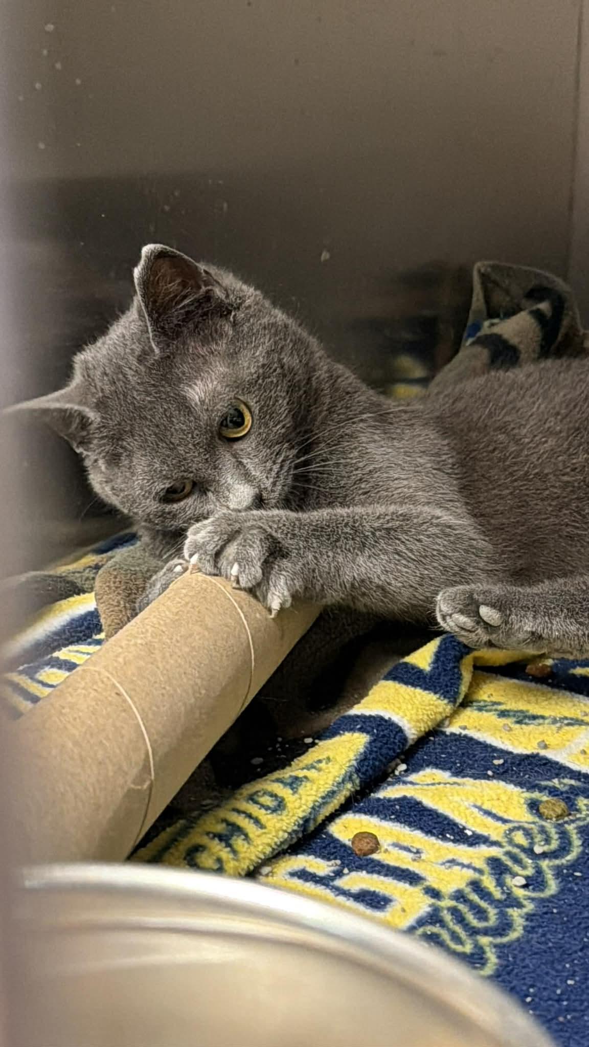 Koi, a ADOPTABLE mixed breed in Fremont, MI image 2/3