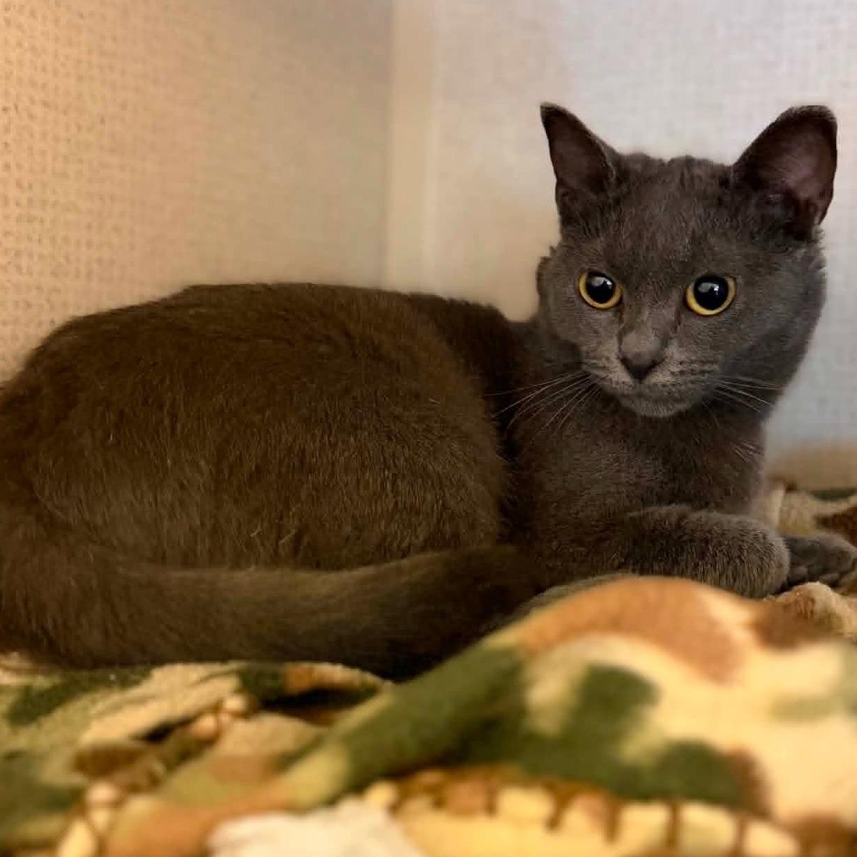 Koi, a ADOPTABLE mixed breed in Fremont, MI image 1/3