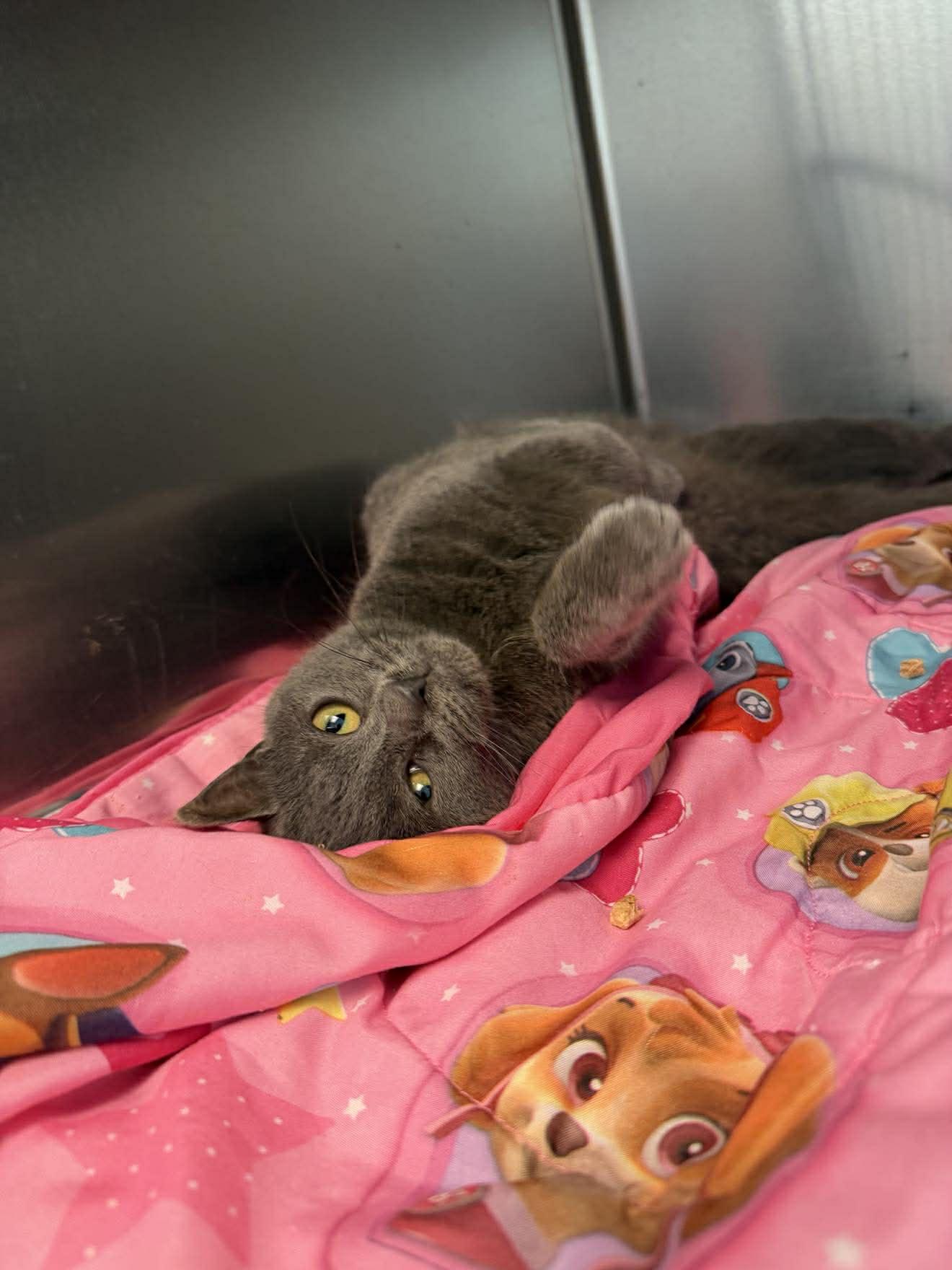 Koi, a ADOPTABLE mixed breed in Fremont, MI image 3/3