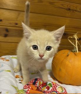 Biscuit, Adopted, Kitten Male Tabby.