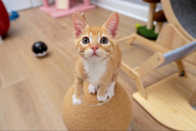 Hickory, Adopted, Young Male Tabby.