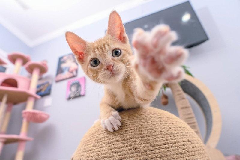Hickory, a Adopted Tabby in Knoxville, TN image 2/3