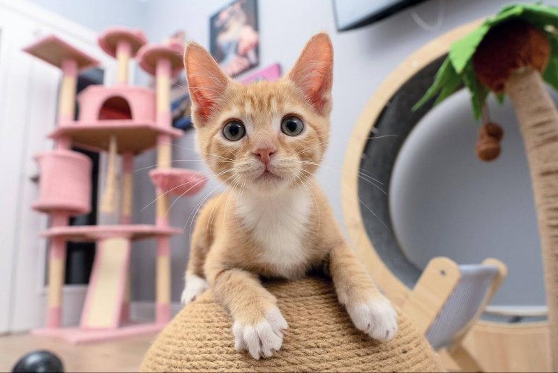 Hickory, a Adopted Tabby in Knoxville, TN image 3/3