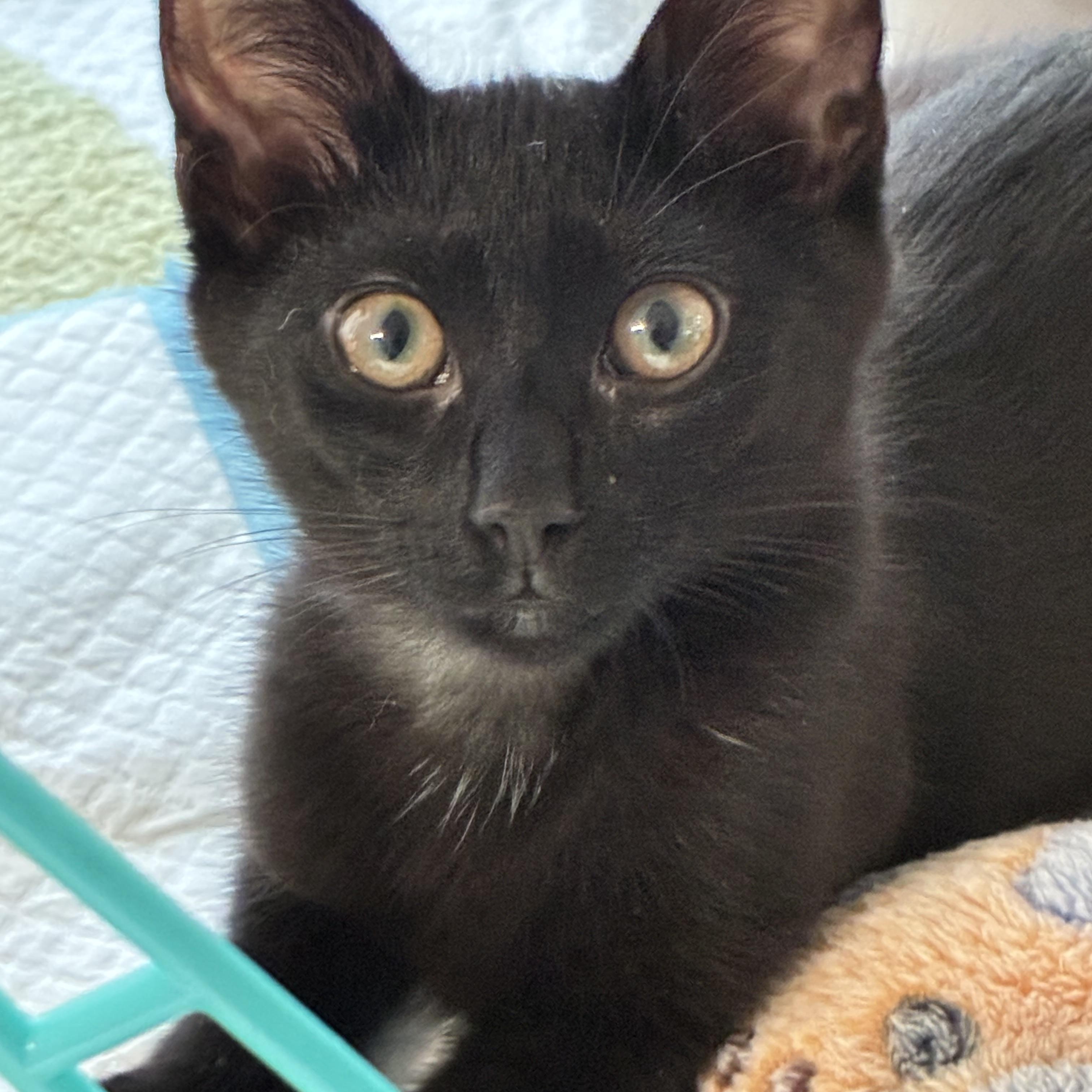 Charlie, Adoptable, Kitten Female Domestic Short Hair.