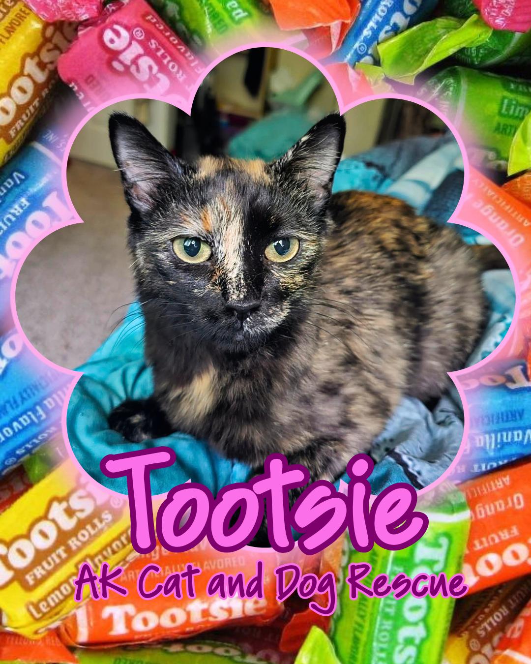 Tootsie, Adoptable, Young Female Domestic Short Hair.