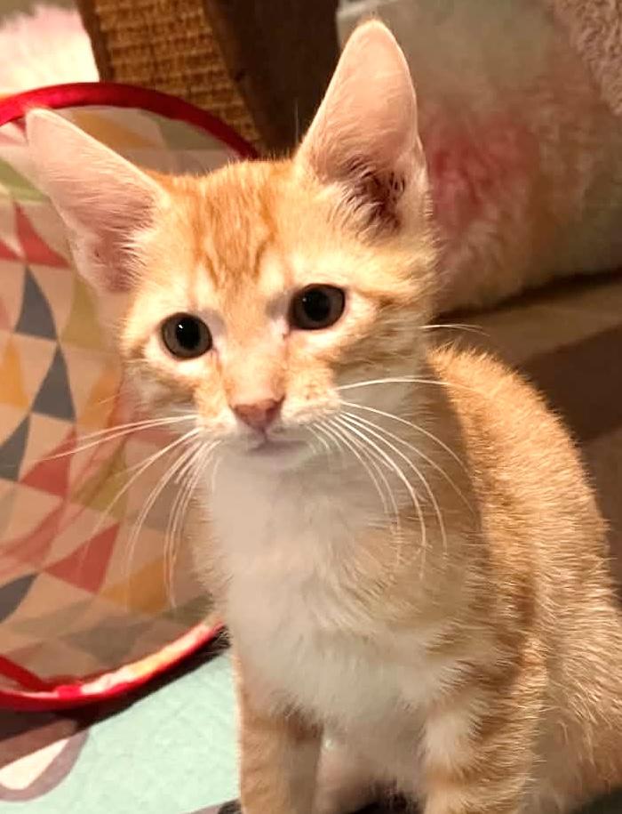 Enlarge M&M, an adopted Domestic Short Hair in Warsaw, MO image 2/3