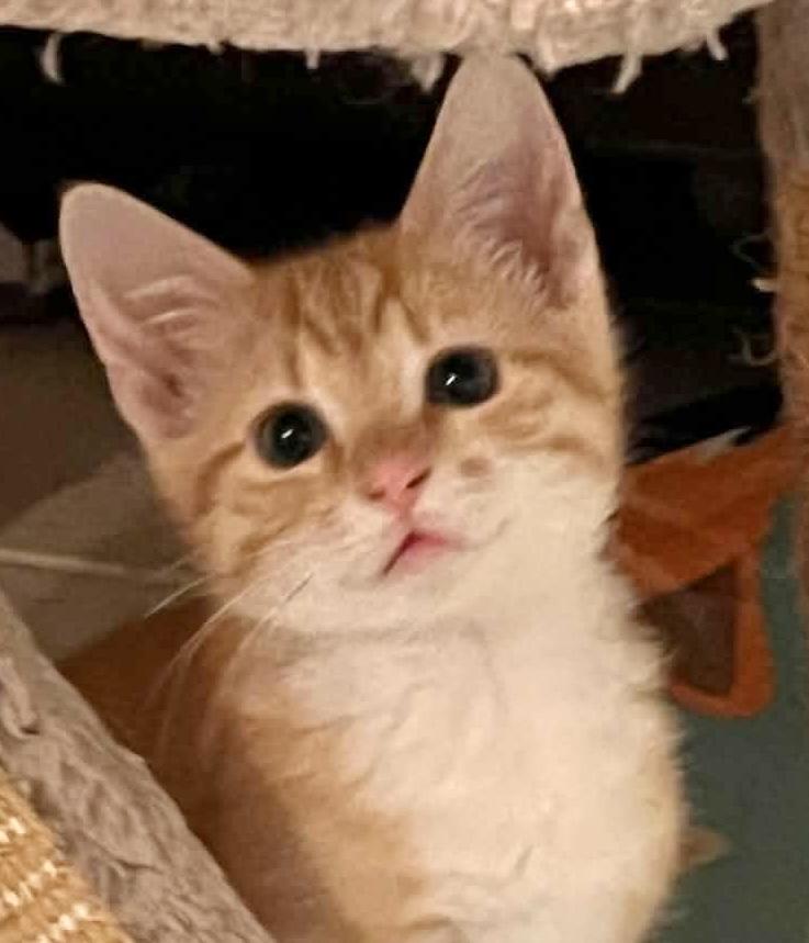 M&M, adopted, Kitten Male Domestic Short Hair.
