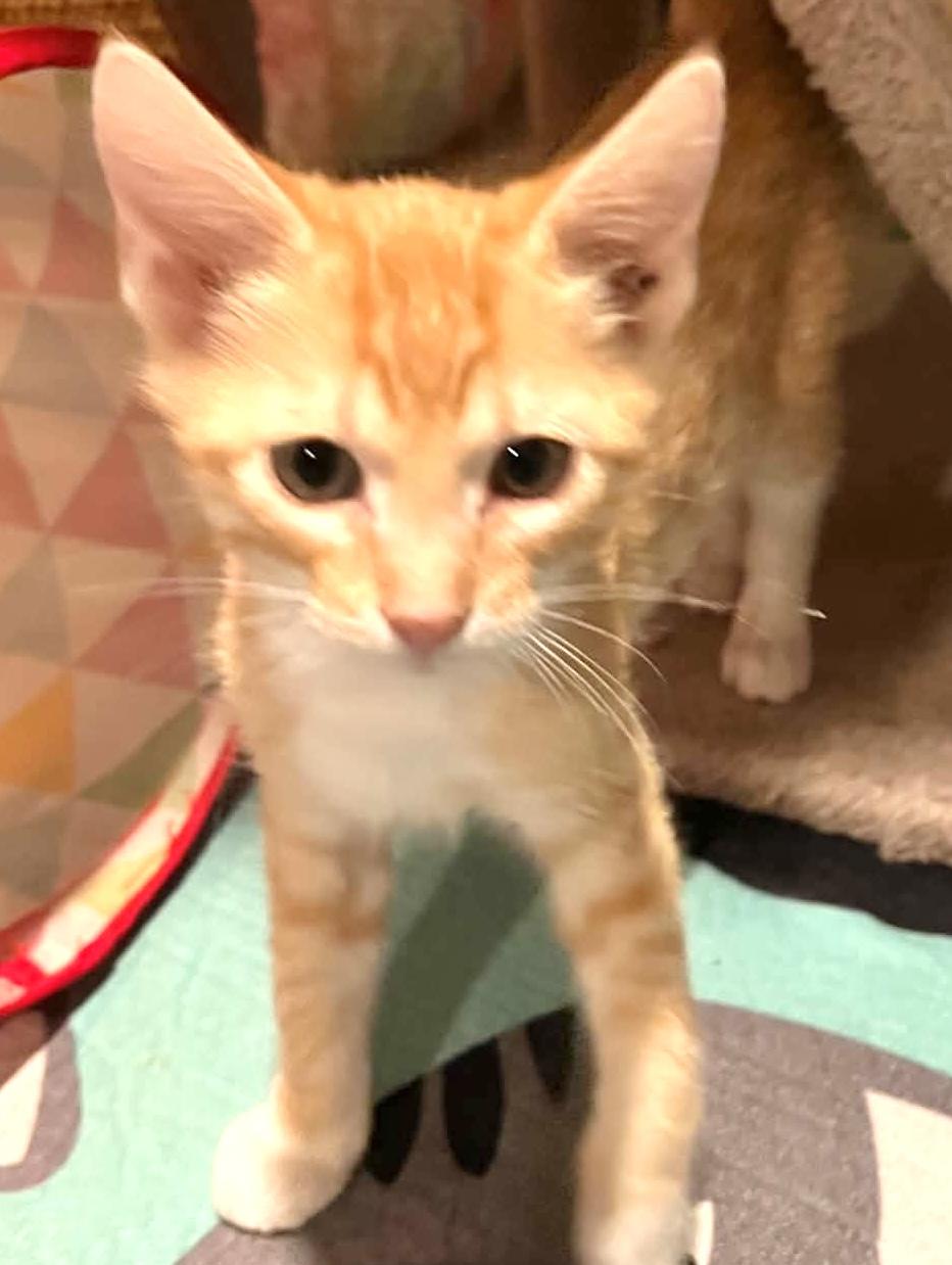 Enlarge M&M, an adopted Domestic Short Hair in Warsaw, MO image 3/3