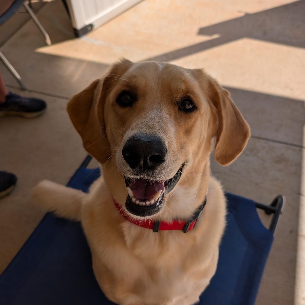 Chipper(BAS), a Adoptable mixed breed in Lenoir, NC image 1/6