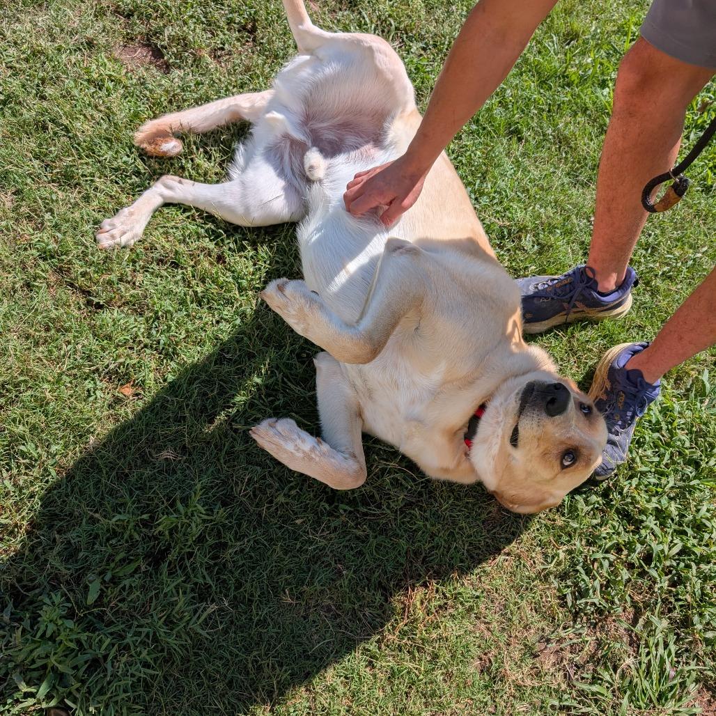 Chipper(BAS), a Adoptable mixed breed in Lenoir, NC image 2/6