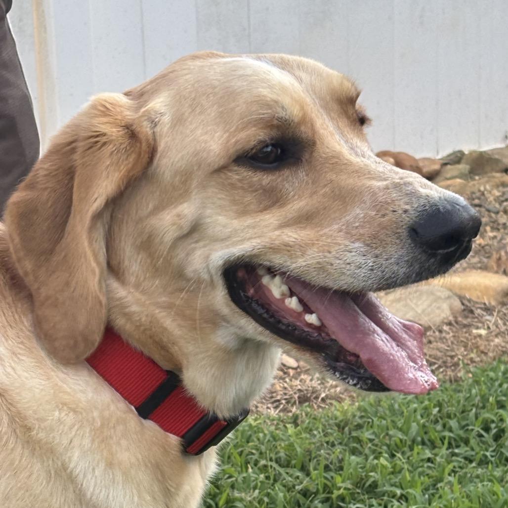 Chipper(BAS), a Adoptable mixed breed in Lenoir, NC image 4/6