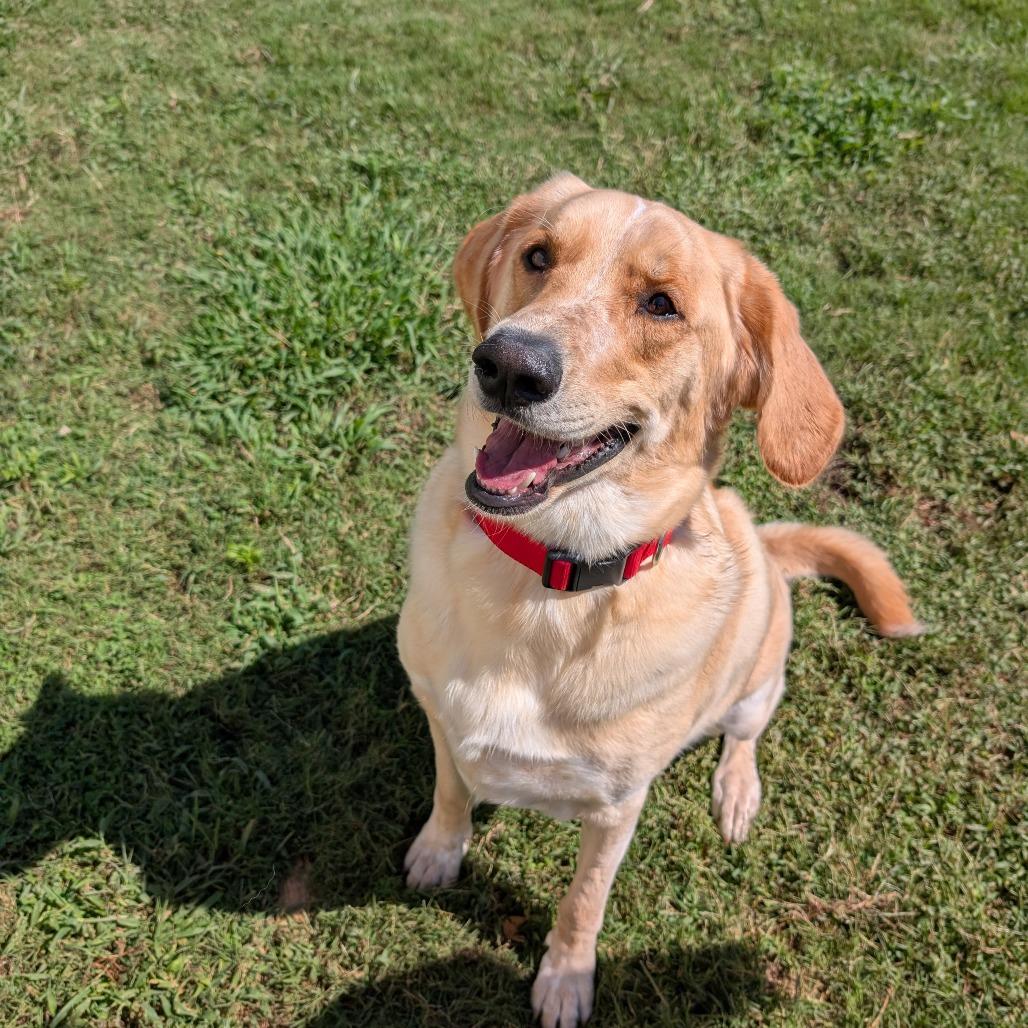 Chipper(BAS), a Adoptable mixed breed in Lenoir, NC image 5/6