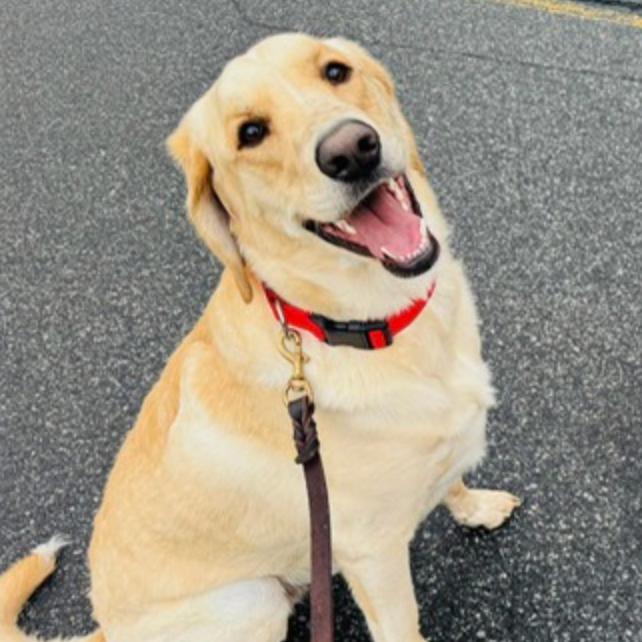 Chipper(BAS), a Adoptable mixed breed in Lenoir, NC image 6/6