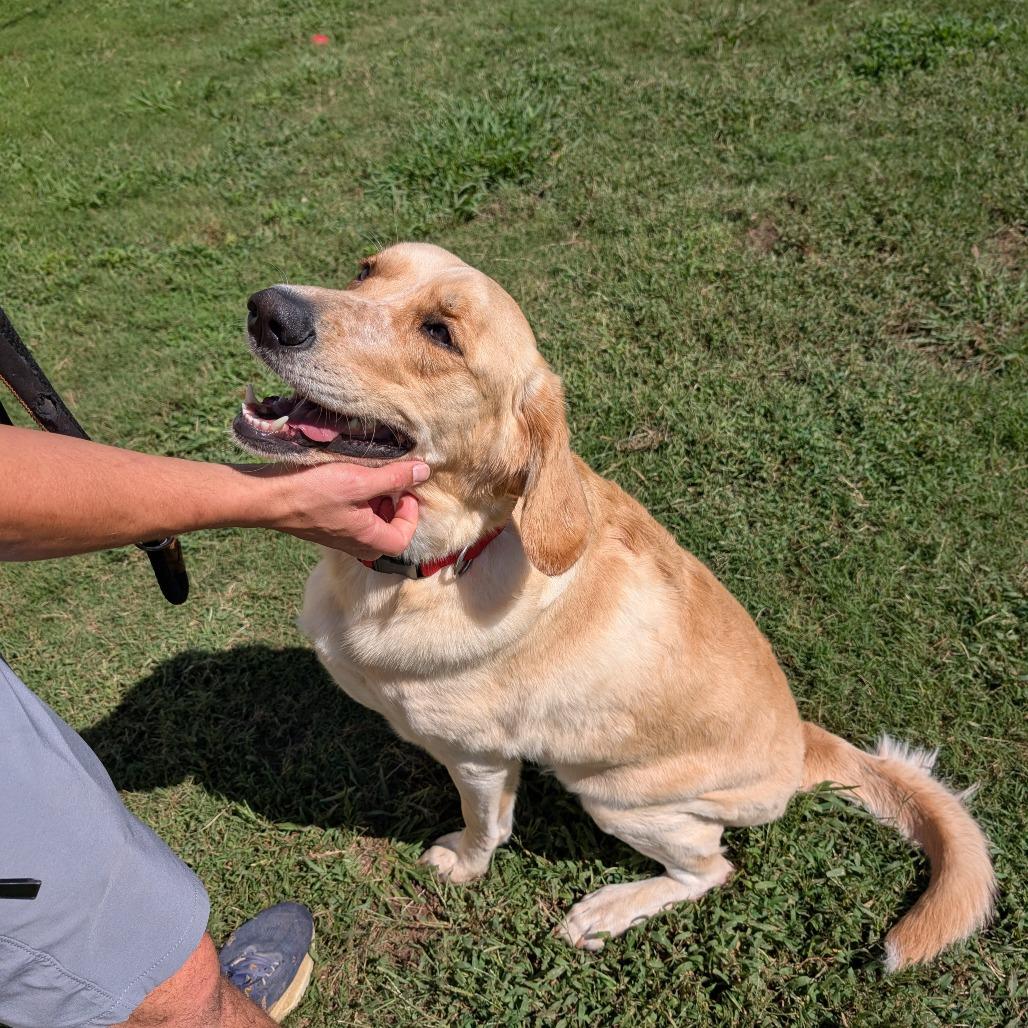 Enlarge Chipper(BAS), a Adoptable mixed breed in Lenoir, NC image 6/6