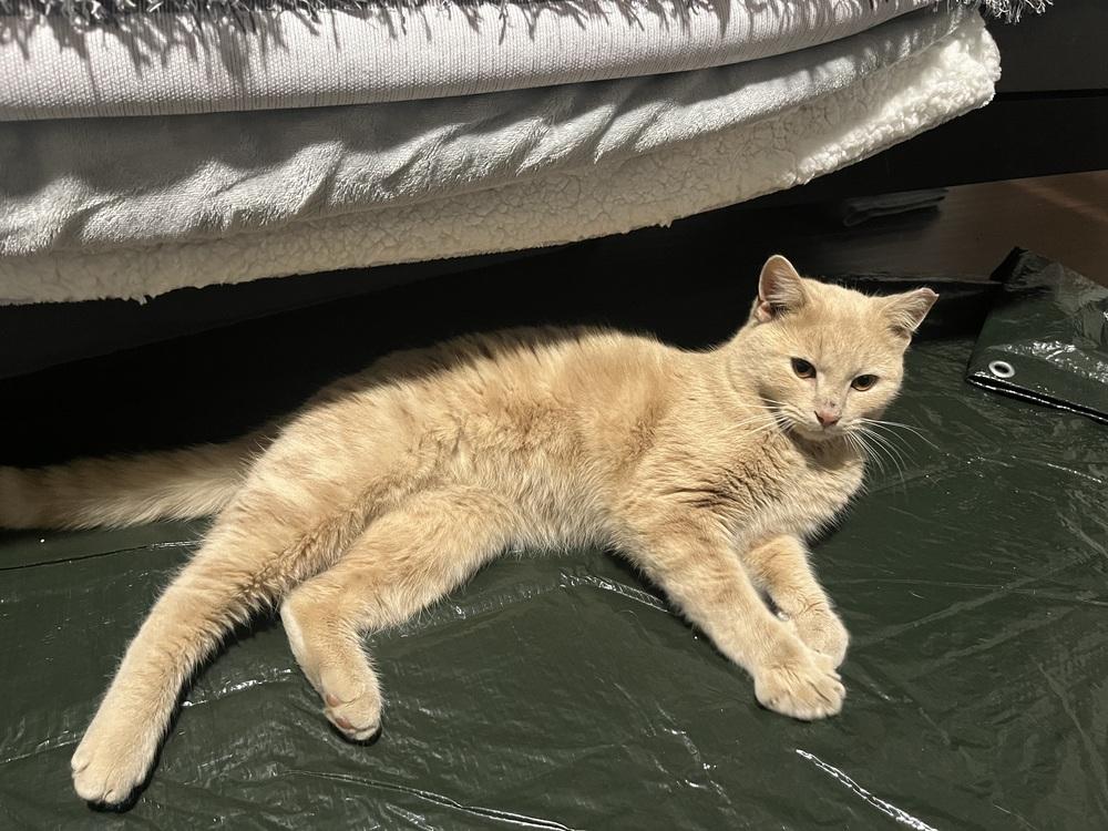 Cinder, Adoptable, Young Male Domestic Short Hair.