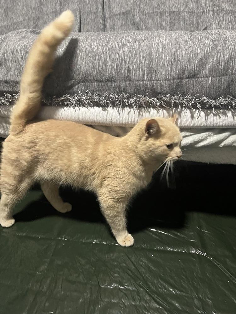 Enlarge Cinder, a Adoptable mixed breed in Vienna , VA image 2/3