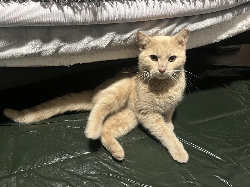 Enlarge Cinder, a Adoptable mixed breed in Vienna , VA image 3/3