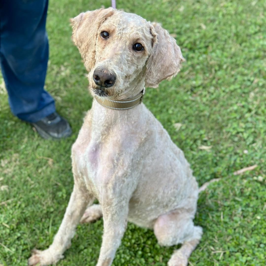 Annie, ADOPTABLE, Young Female Poodle.