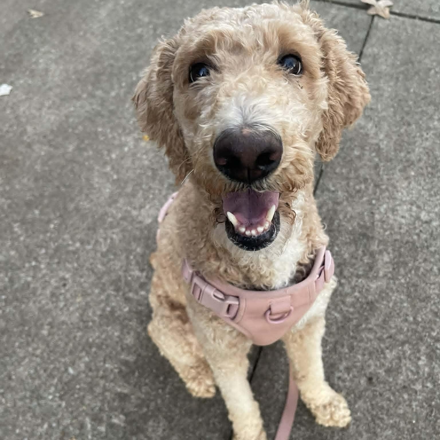 Enlarge Annie, a ADOPTABLE mixed breed in Hopkinton, MA image 3/5