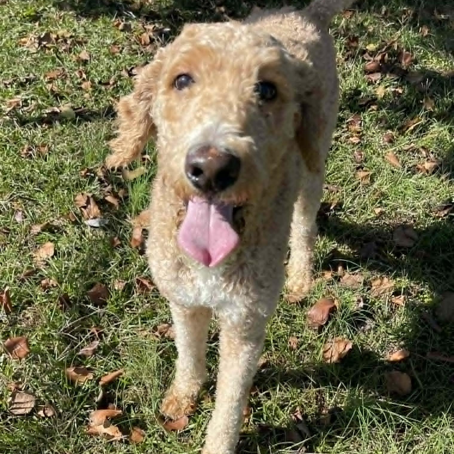 Enlarge Annie, a ADOPTABLE mixed breed in Hopkinton, MA image 5/5