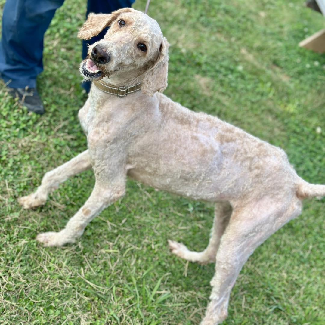 Enlarge Annie, a ADOPTABLE mixed breed in Hopkinton, MA image 2/5