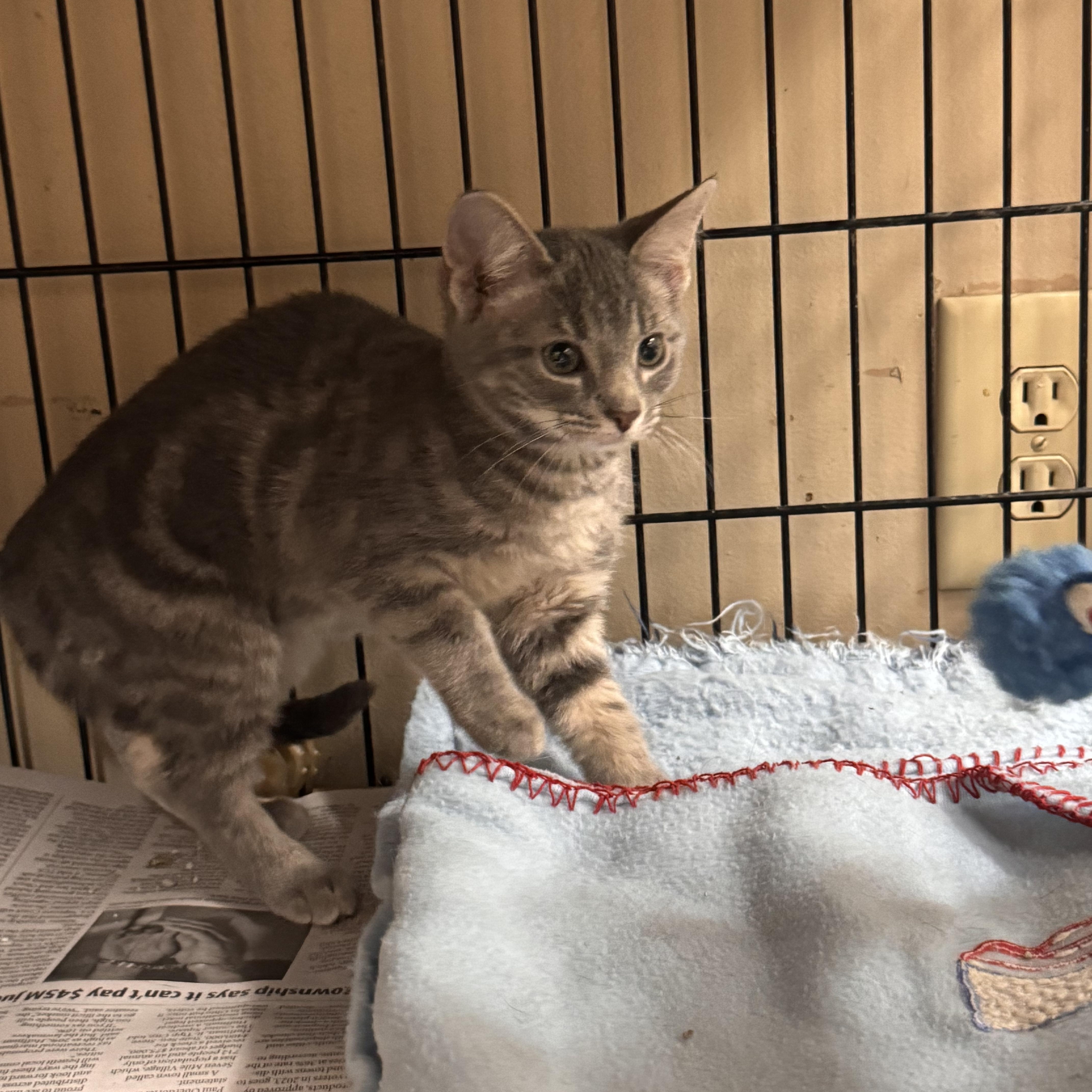 Enlarge Eartha, a ADOPTABLE Domestic Short Hair in Logan, OH image 1/1