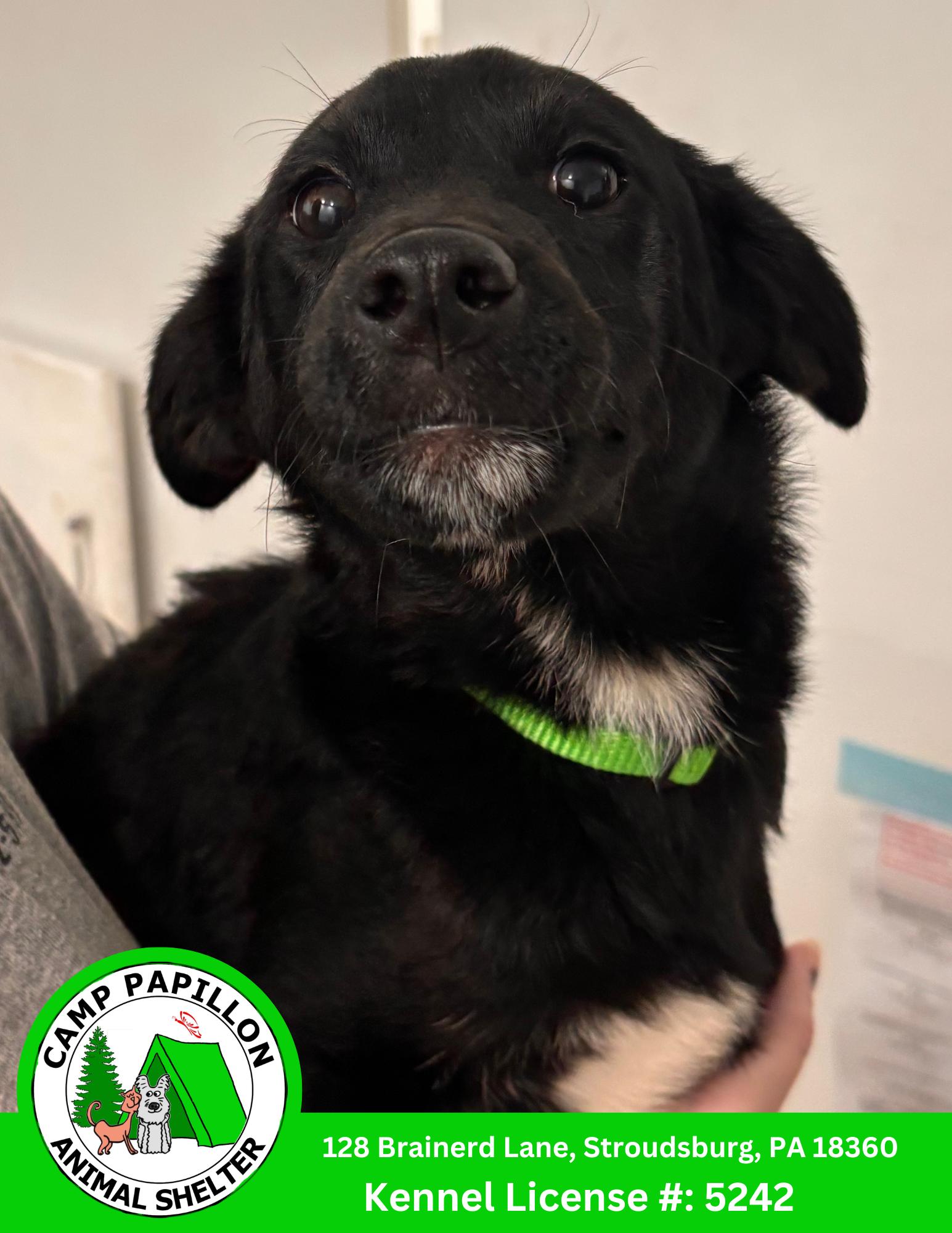 Donnatello, Adoptable, Young Male Shiba Inu.