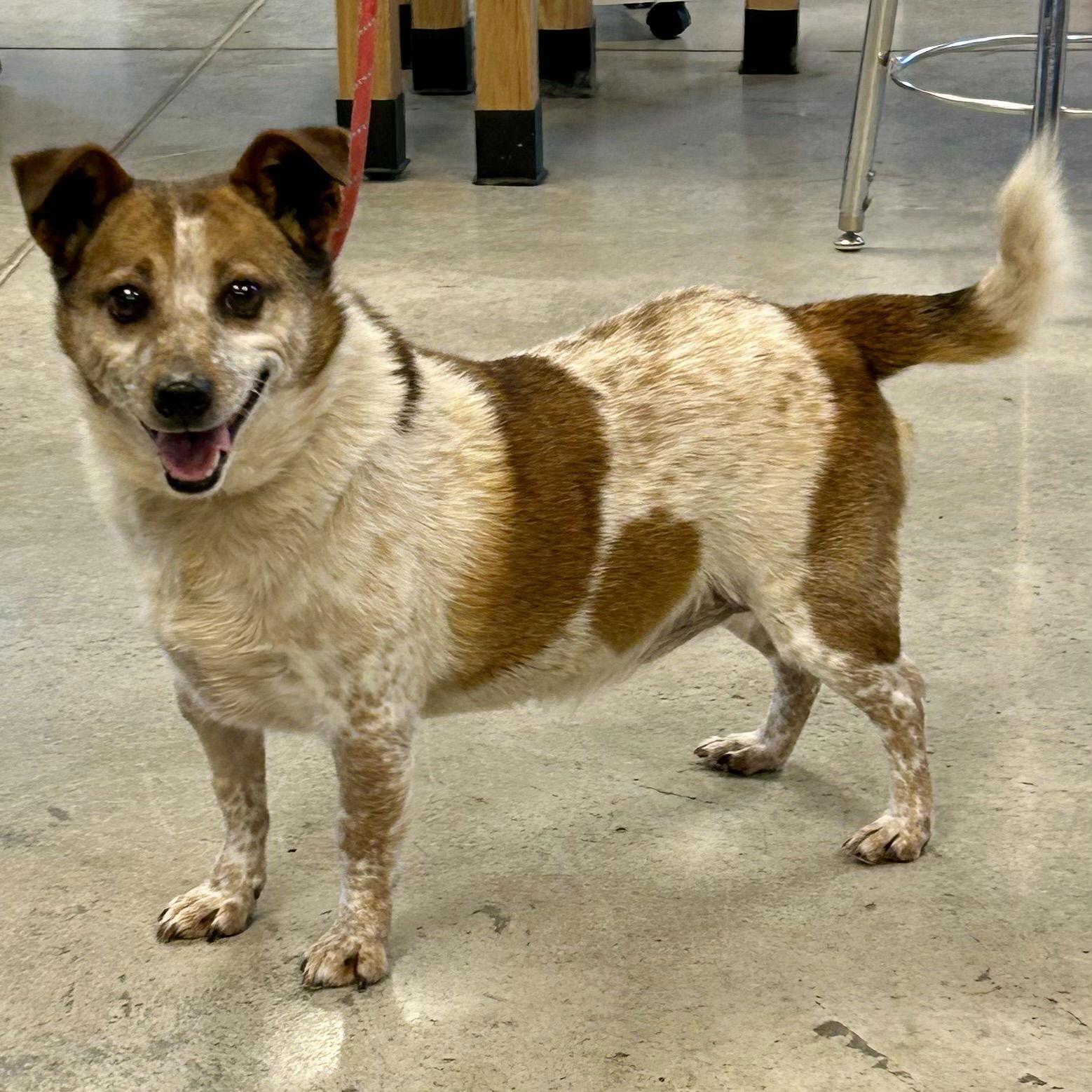 Roland, Adopted, Adult Male Australian Cattle Dog / Blue Heeler & Corgi.
