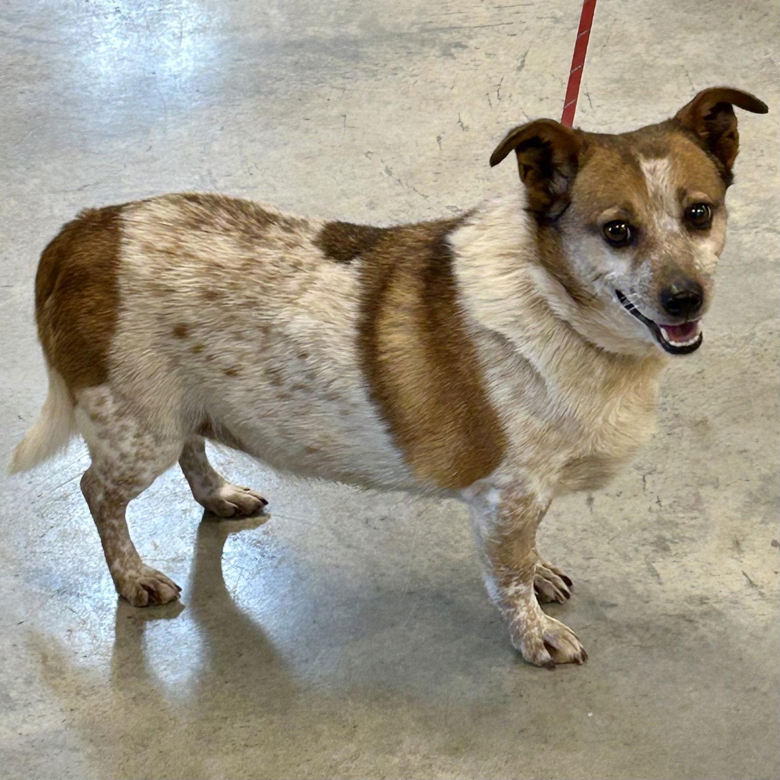 Enlarge Roland, a Adopted mixed breed in Norwood, OH image 2/3