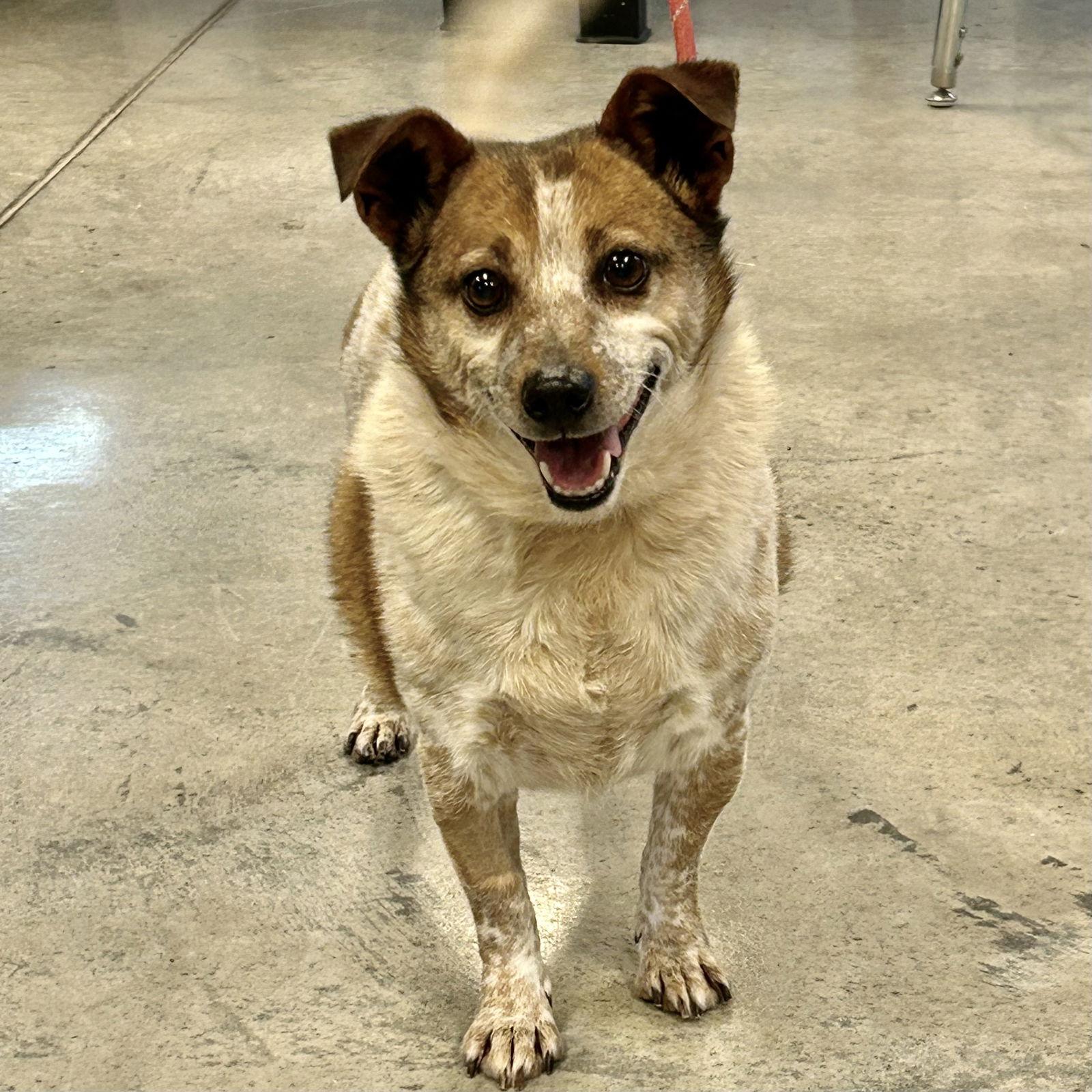 Enlarge Roland, a Adopted mixed breed in Norwood, OH image 3/3