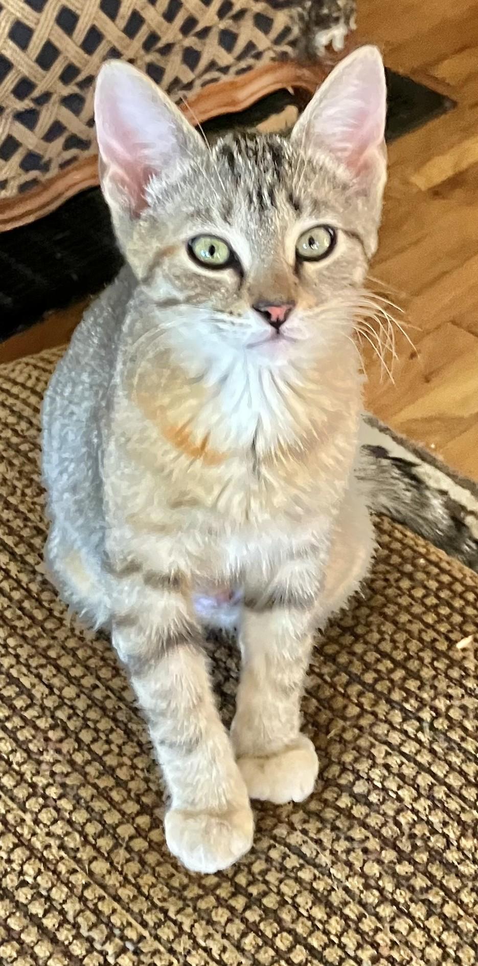 Cheetah - Tiny Kitten, Big Energy, a ADOPTABLE Tabby in Prescott, AZ image 2/4