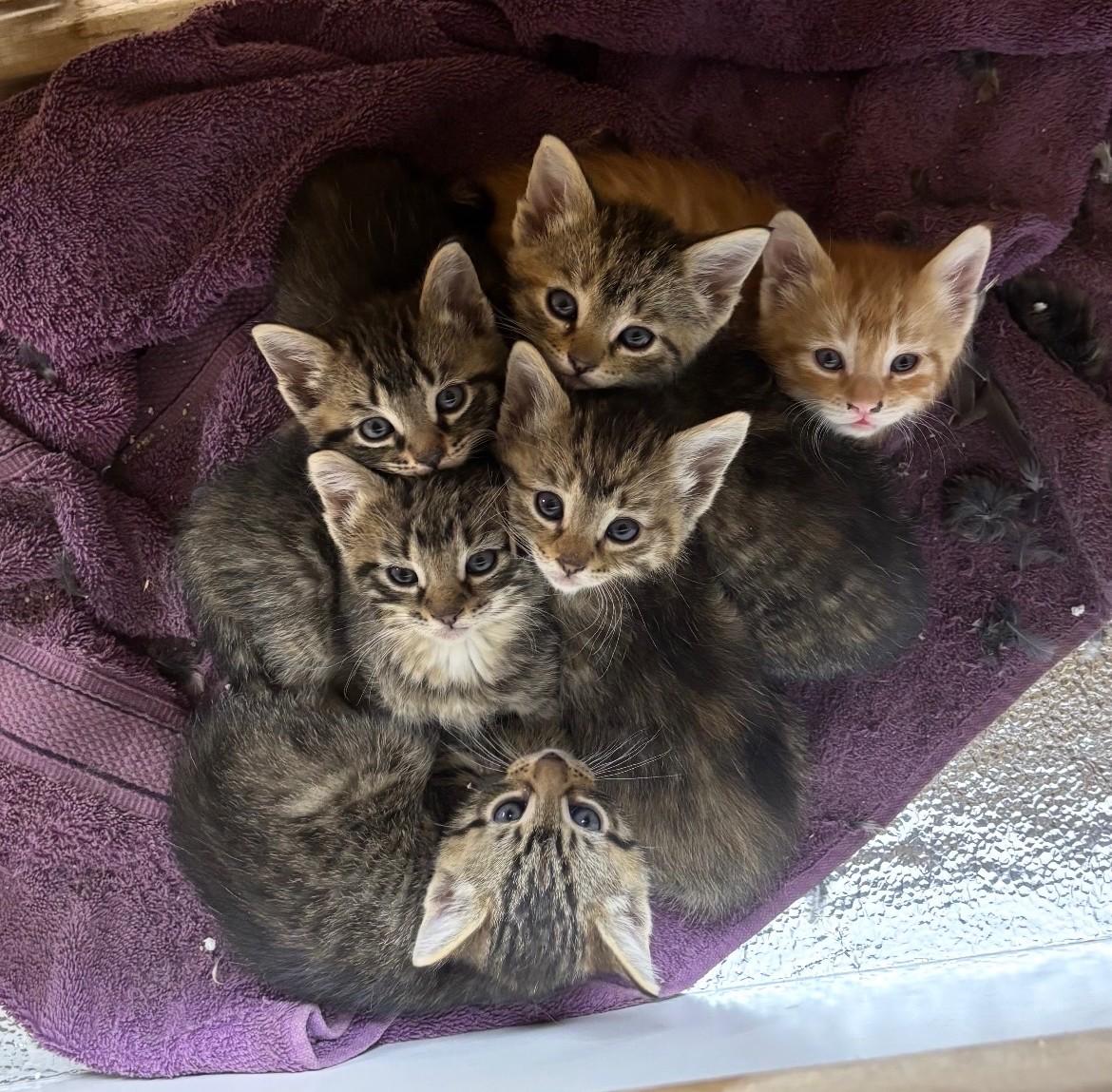 Cheetah - Tiny Kitten, Big Energy, a ADOPTABLE Tabby in Prescott, AZ image 4/4