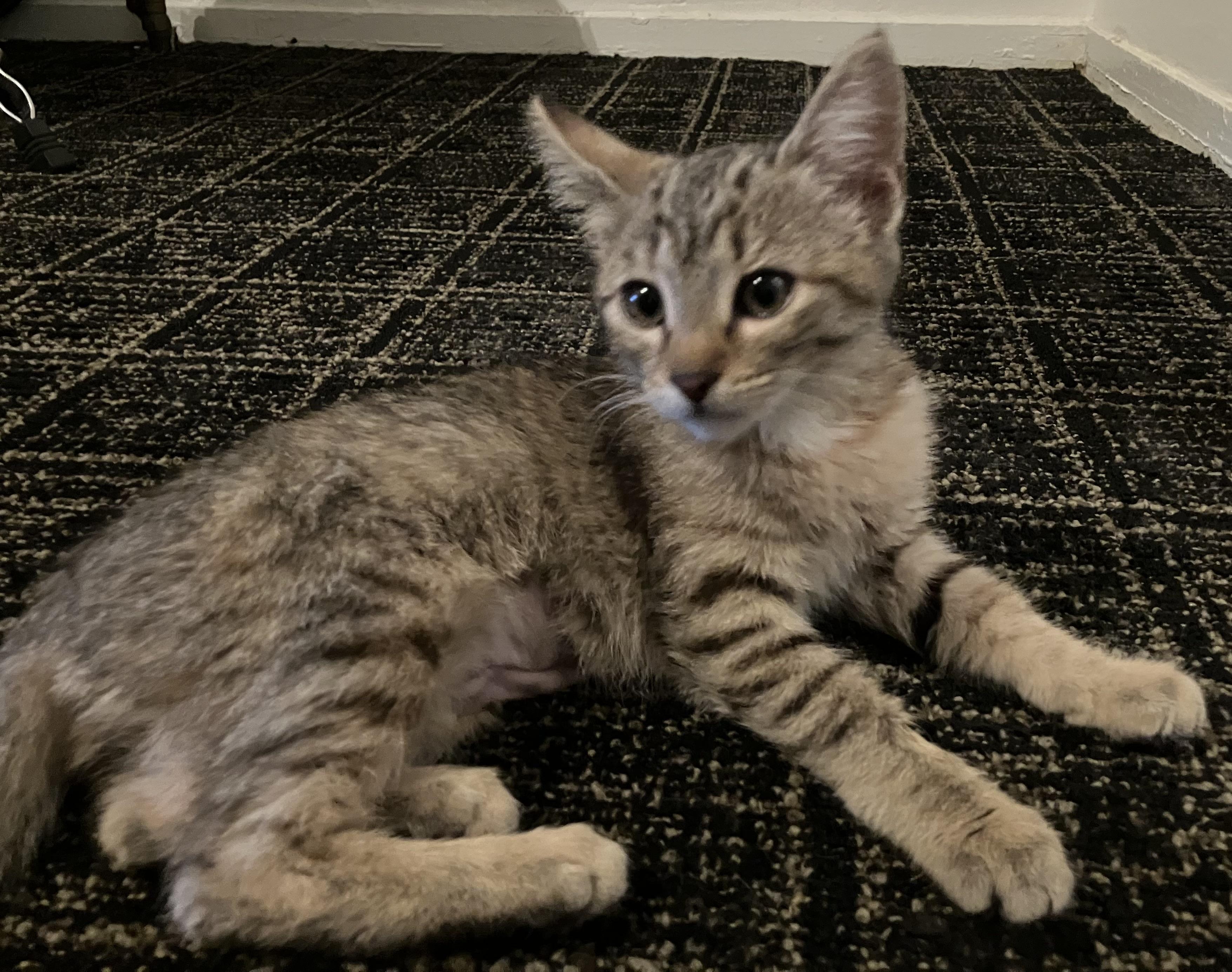 Cheetah - Tiny Kitten, Big Energy, ADOPTABLE, Kitten Female Tabby.
