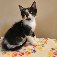 Oberon, a ADOPTABLE mixed breed in Waxhaw, NC image 2/3