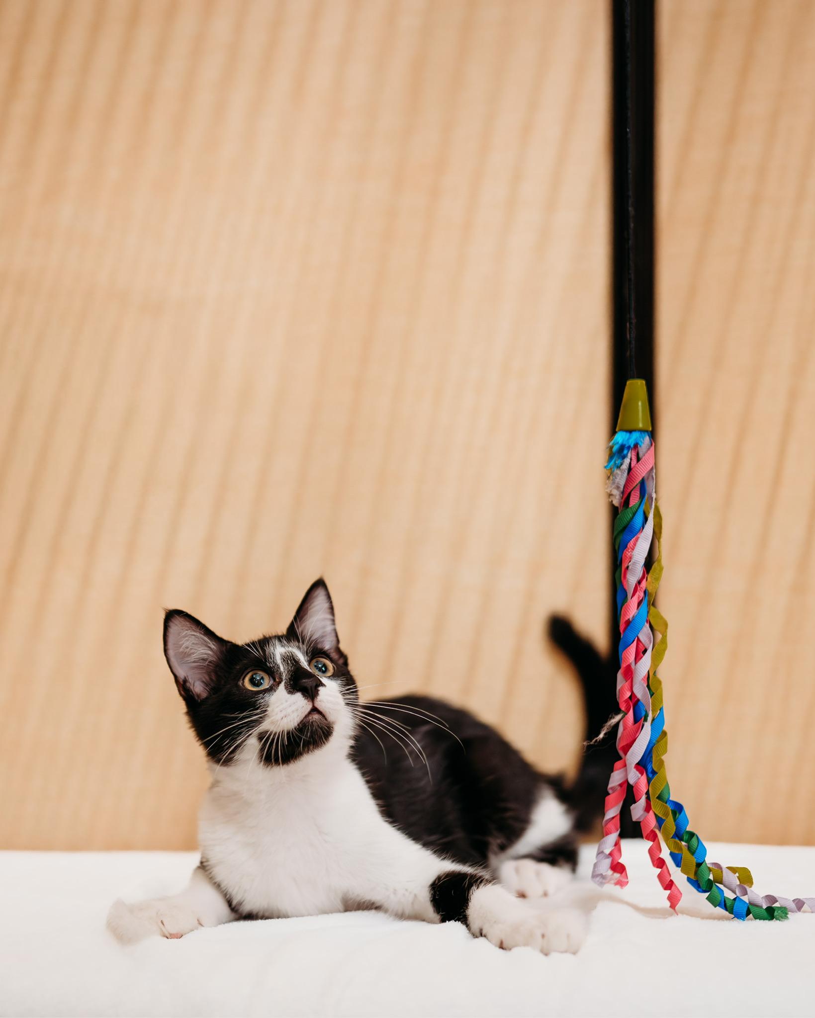 Oberon, a ADOPTABLE mixed breed in Waxhaw, NC image 3/3