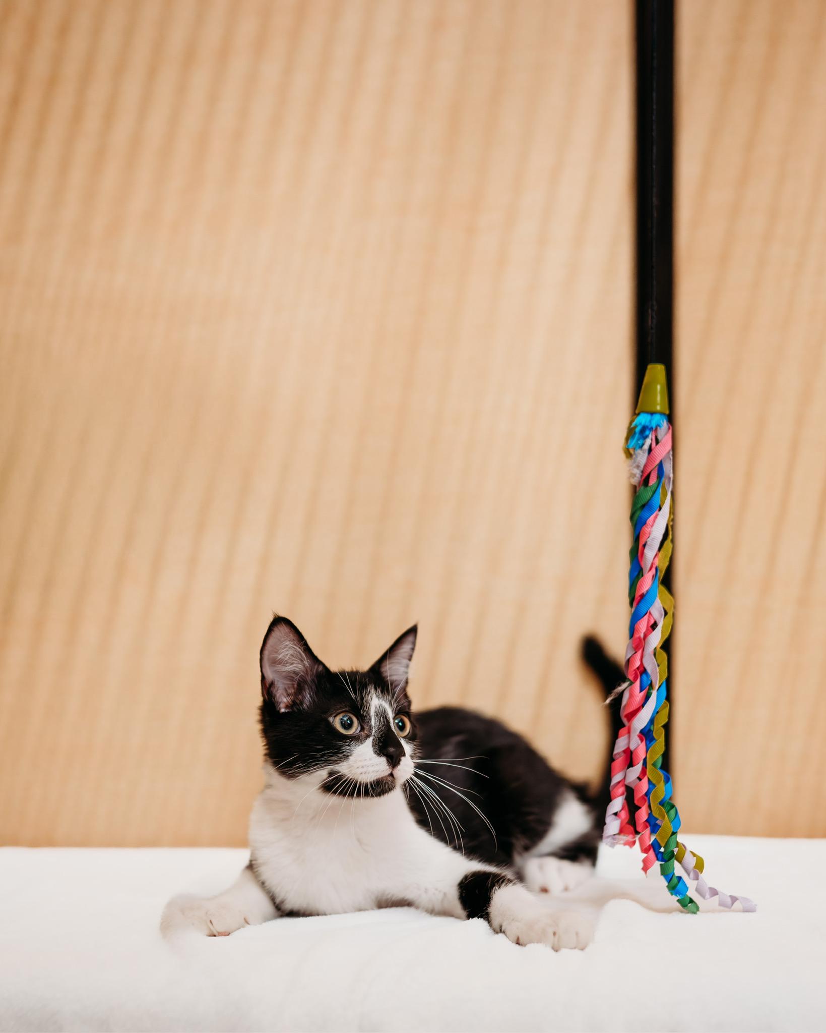Oberon, a ADOPTABLE mixed breed in Waxhaw, NC image 1/3