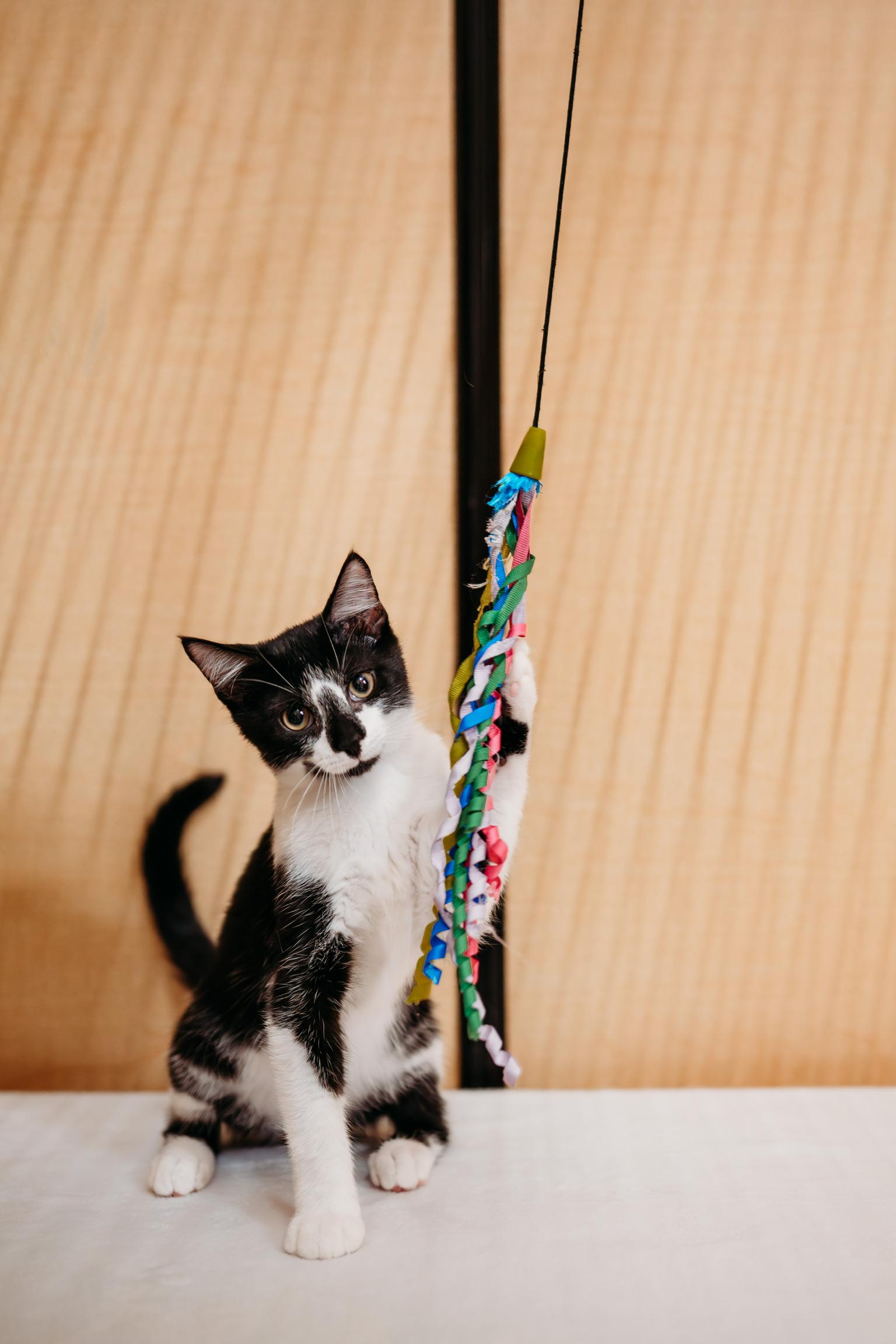 Oberon, a ADOPTABLE mixed breed in Waxhaw, NC image 2/3