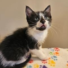 Oberon, a ADOPTABLE mixed breed in Waxhaw, NC image 1/3