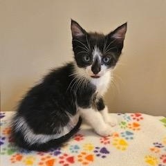 Oberon, a ADOPTABLE mixed breed in Waxhaw, NC image 3/3