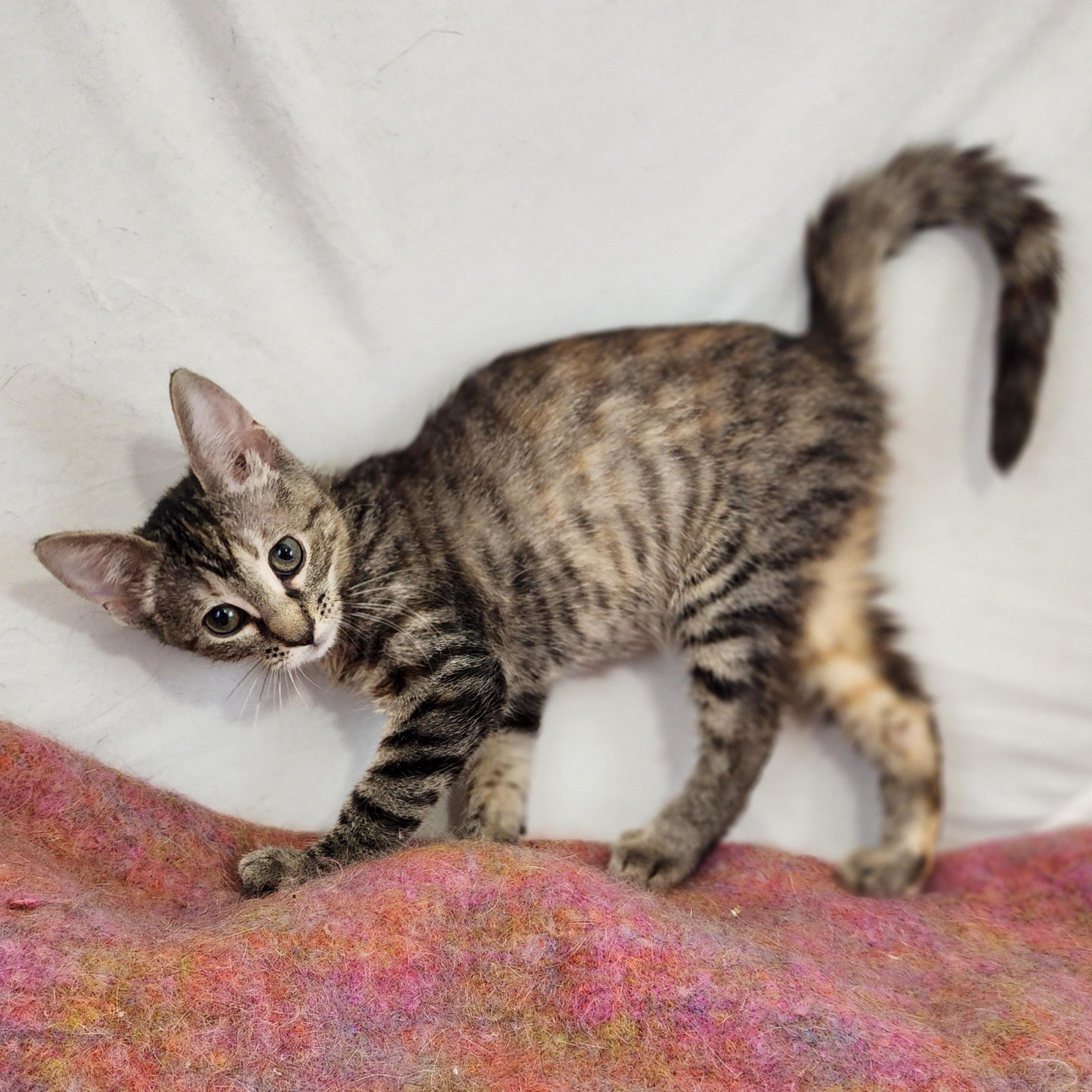 Enlarge Loretta, a Adoptable Domestic Short Hair in New York, NY image 3/6